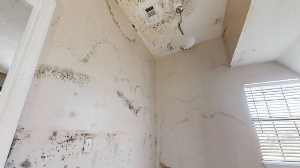 Best Air Quality Testing for Mold Spores  in Coloma, MI