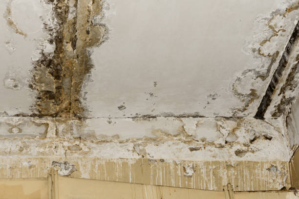 Coloma, MI Mold Removal Company