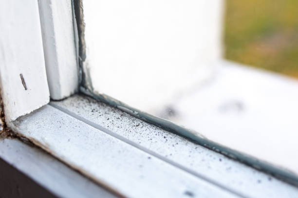 Mold Documentation for Insurance Claims in Coloma, MI