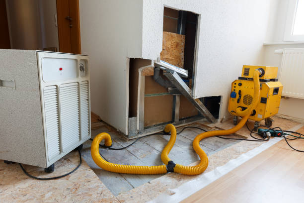 Best Basement Mold Removal  in Coloma, MI