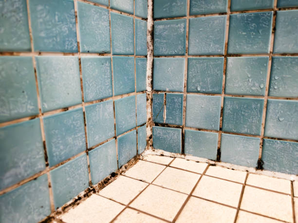 Best Emergency Mold Remediation  in Coloma, MI