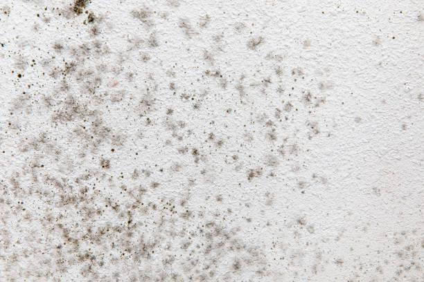 Best Biohazard Mold Removal  in Coloma, MI