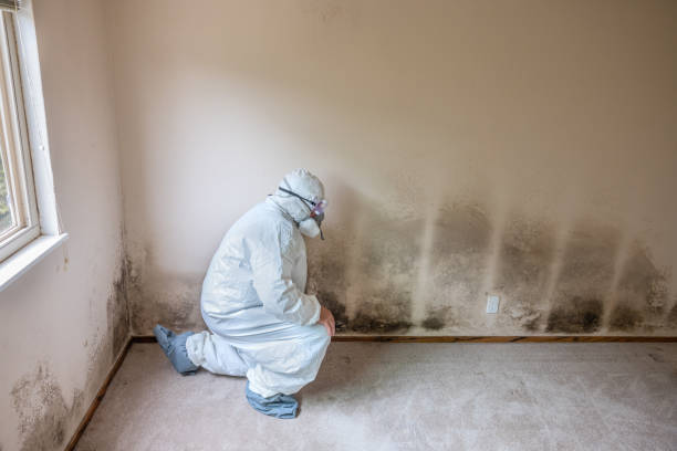 Best Mold Damage Restoration  in Coloma, MI