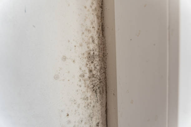 Best Post-Remediation Verification Testing  in Coloma, MI