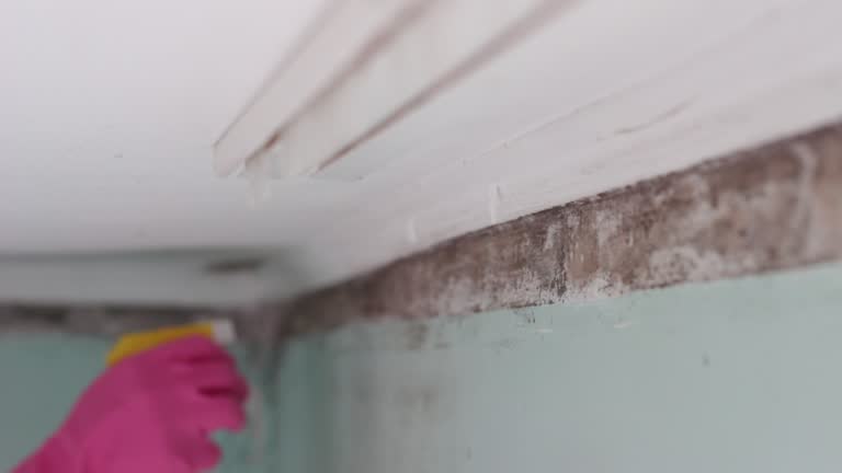 Best Residential Mold Inspection & Testing  in Coloma, MI