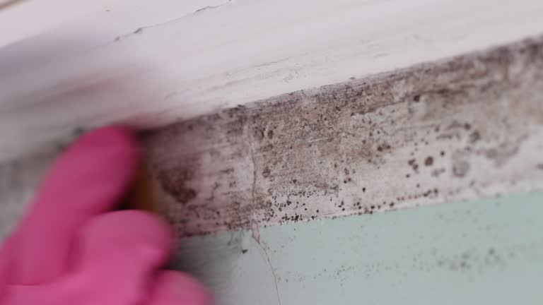 Best Water Damage & Mold Remediation  in Coloma, MI